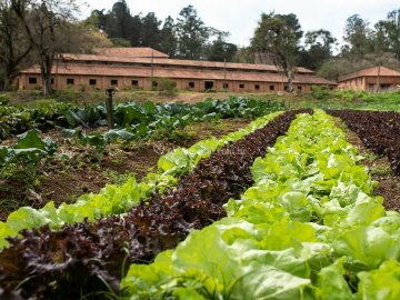 Horta de Orgnicos da Fazenda